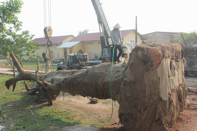 3[-]cây[-]đa[-]khổng[-]lồ[-]chuẩn[-]bị[-]rời[-]Huế[-]sau[-]nửa[-]tháng[-]"giam[-]giữ"